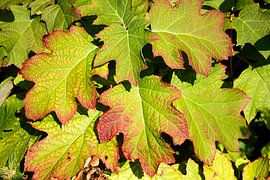 Herfst begint sur Ruud Nieterau