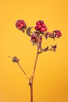 Red berries on yellow ochre background