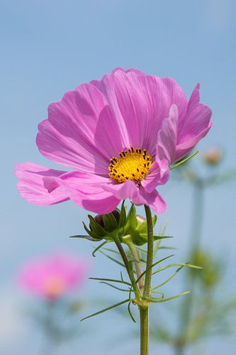 Roze Cosmea