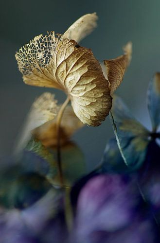 Zweven op paarse golven