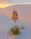 Zonsondergang in White Sands National Park van Henk Meijer Photography thumbnail
