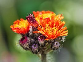 Hawkweed by Rob Boon