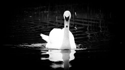 Schwan in ruhigem Wasser