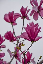 Magnolia in Focus