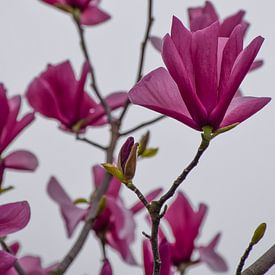 Magnolia in Focus by Ingrid de Vos - Boom