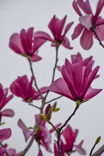 Magnolia in Focus