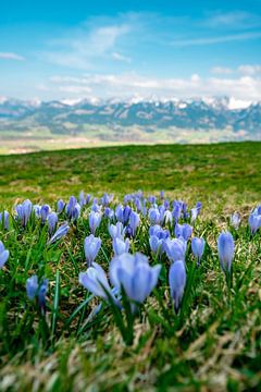 Krokusse im Frühling an der Hörnerkette im Allgäu von Leo Schindzielorz