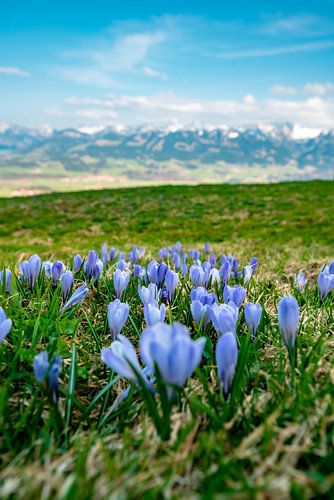 Krokussen in het voorjaar op de Hörner bergketen in Allgäu
