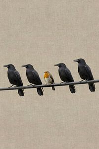 Vier Krähen und ein Rotkehlchen – Minimalistische Vogelkunst über Kontrast und Individualität