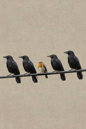 Vier Kraaien en een Roodborstje – Minimalistische Vogelkunst over Contrast en Individualiteit