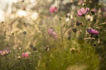 A fairytale-like flower meadow