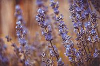 Lavendel