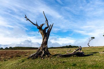 The Prehistoric Forest 3 by Freek van den Driesschen