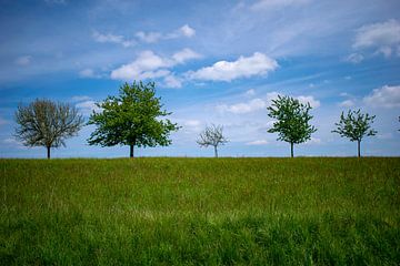 Bomen op een rij van Eline Bouwman