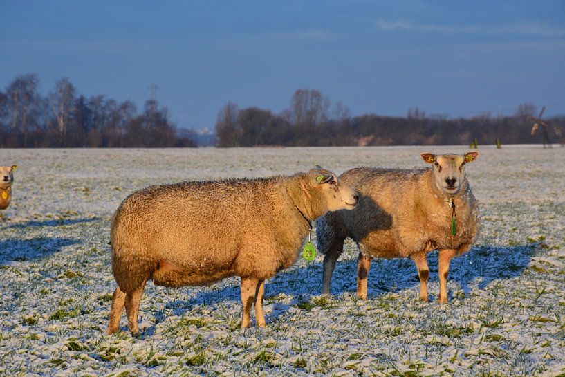 Schapen in de sneeuw van Maurice Kruk