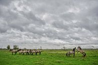Konikpaarden Oostvaardersplassen van Ruud van der Lubben thumbnail
