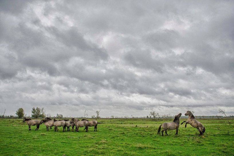 Konikpaarden Oostvaardersplassen van Ruud van der Lubben