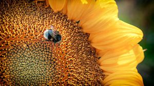 Zonnige bloem