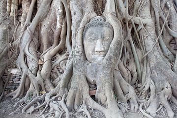 Cercle de vie - Arbre de Bouddha Thaïlande sur Tessa Jol Photography