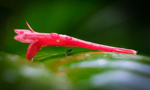 C'est un petit monde sur Eric Sweijen