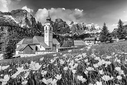 Blumenwiese auf der Alm in den Bergen. Schwarzweiss Bild.