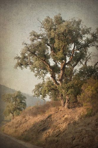 Arbres espagnols n°2