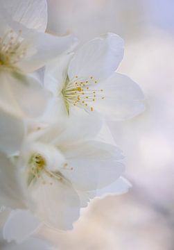 Frühlingsblüte von tim eshuis