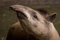 Tapir