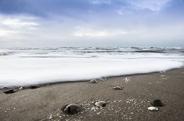 schelpen op het strand van Karen Velleman