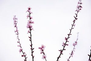 branches fleuries
