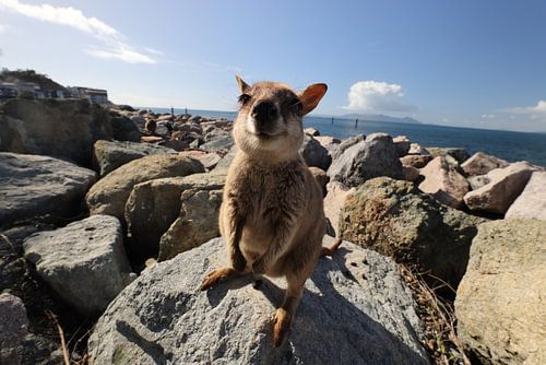 Geallieerde rotswallaby , Petrogale assimilis Magnetic Island in Queensland, Australië