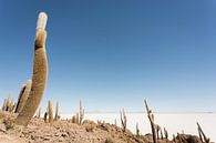 Isla Incahuasi Salar de Uyuni Bolivia by Ellen van Drunen thumbnail