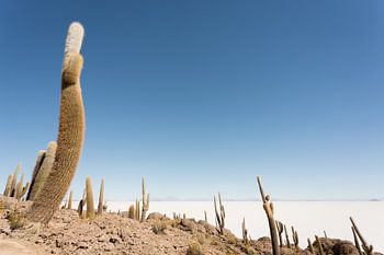 Isla Incahuasi Salar de Uyuni Bolivien