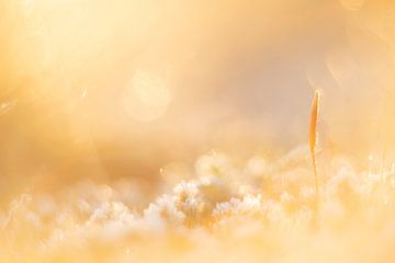 Minimalistisches atmosphärisches Bild von Haarmoos