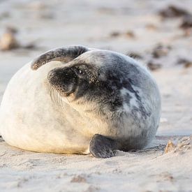 Robbenbaby genießt den Sonnenuntergang von Daniela Beyer