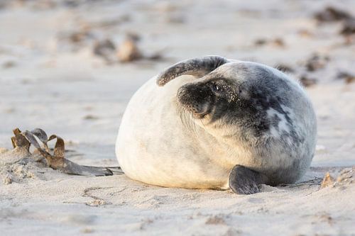 Robbenbaby genießt den Sonnenuntergang