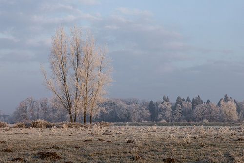 De eenzame boom, Markdal Breda