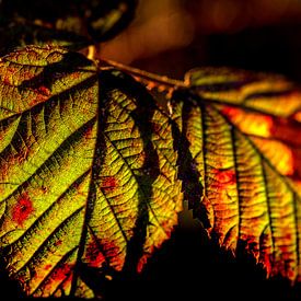 Winter leaf of bramble bush by Marcel van Kan