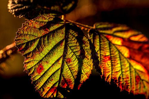 Winterblad van de braamstruik van Marcel van Kan