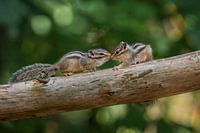 Two young Siberian ground squirrels