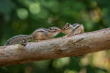 Two young Siberian ground squirrels by Amanda Blom