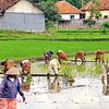 Rijstplanters op Sawah van Eduard Lamping