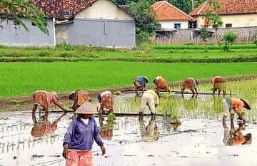 Rijstplanters op Sawah