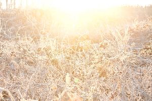 Un matin d'hiver ensoleillé sur Remke Spijkers