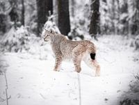 Schnee Luchs