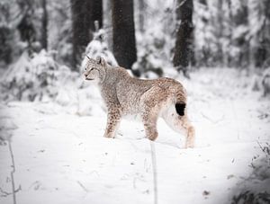 Neige Lynx sur Larsphotografie