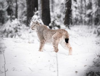 Snow lynx