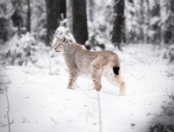 Schnee Luchs von Larsphotografie