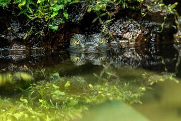 Juvenile Spectacled caiman