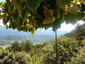 Druiven met uitzicht in Dolomieten Italië